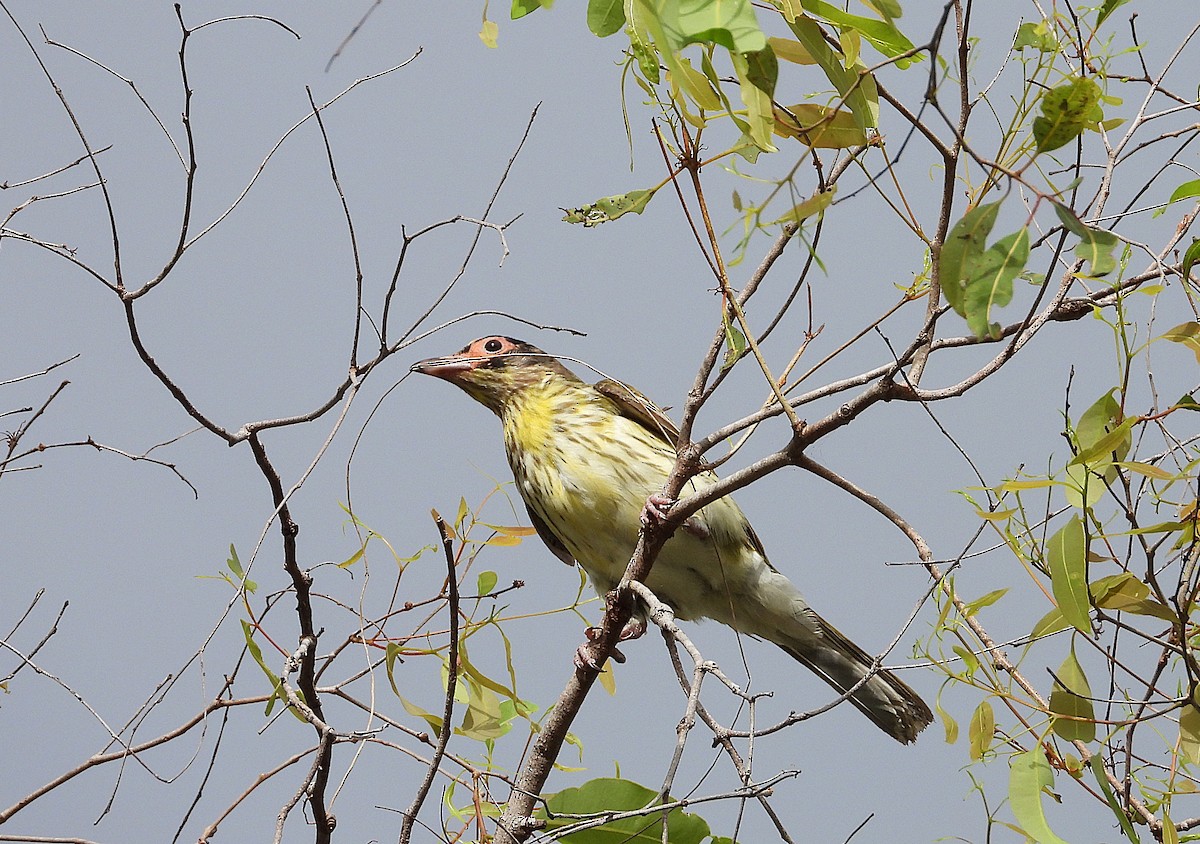 Australasian Figbird - ML638825570