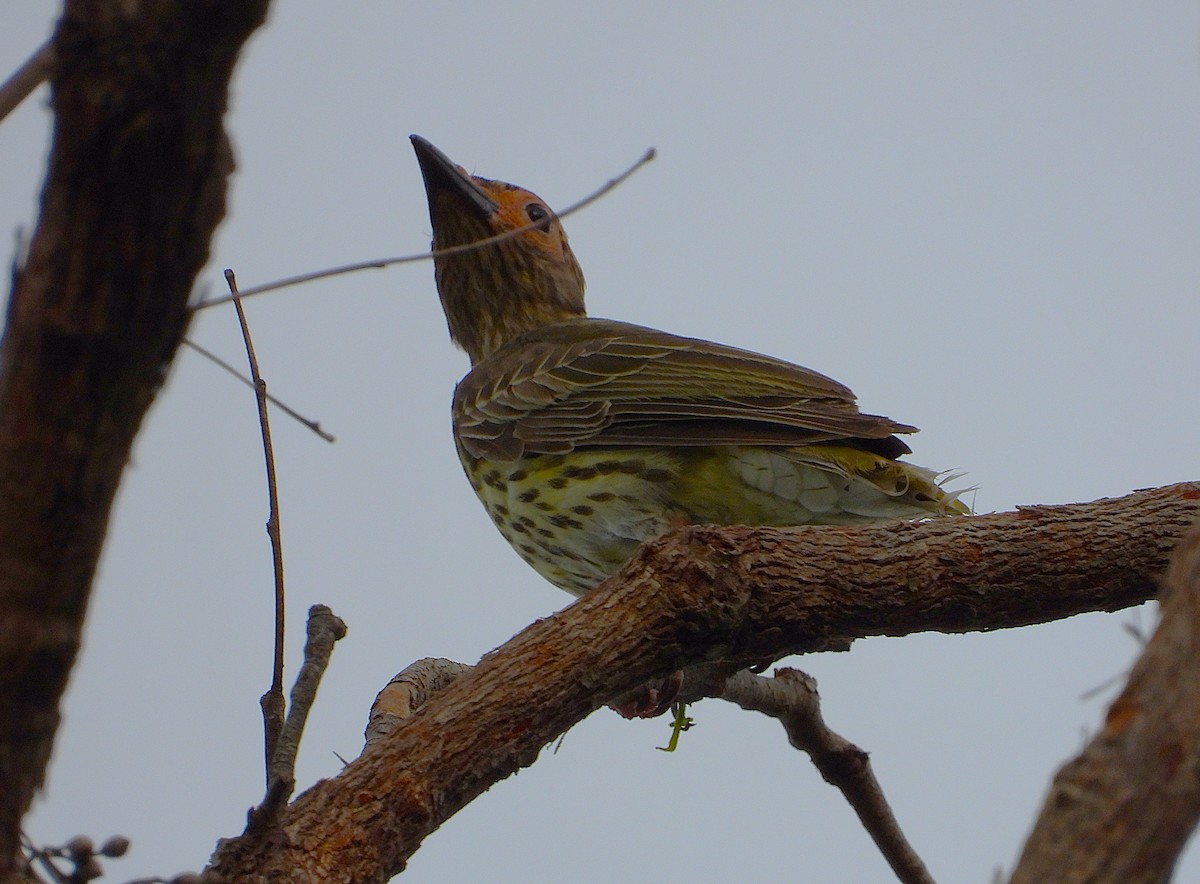 Australasian Figbird - ML638825574