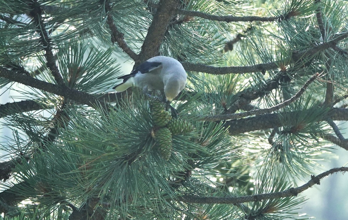 Clark's Nutcracker - ML638825576