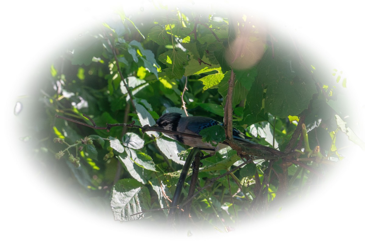Blue Jay - ML638825582