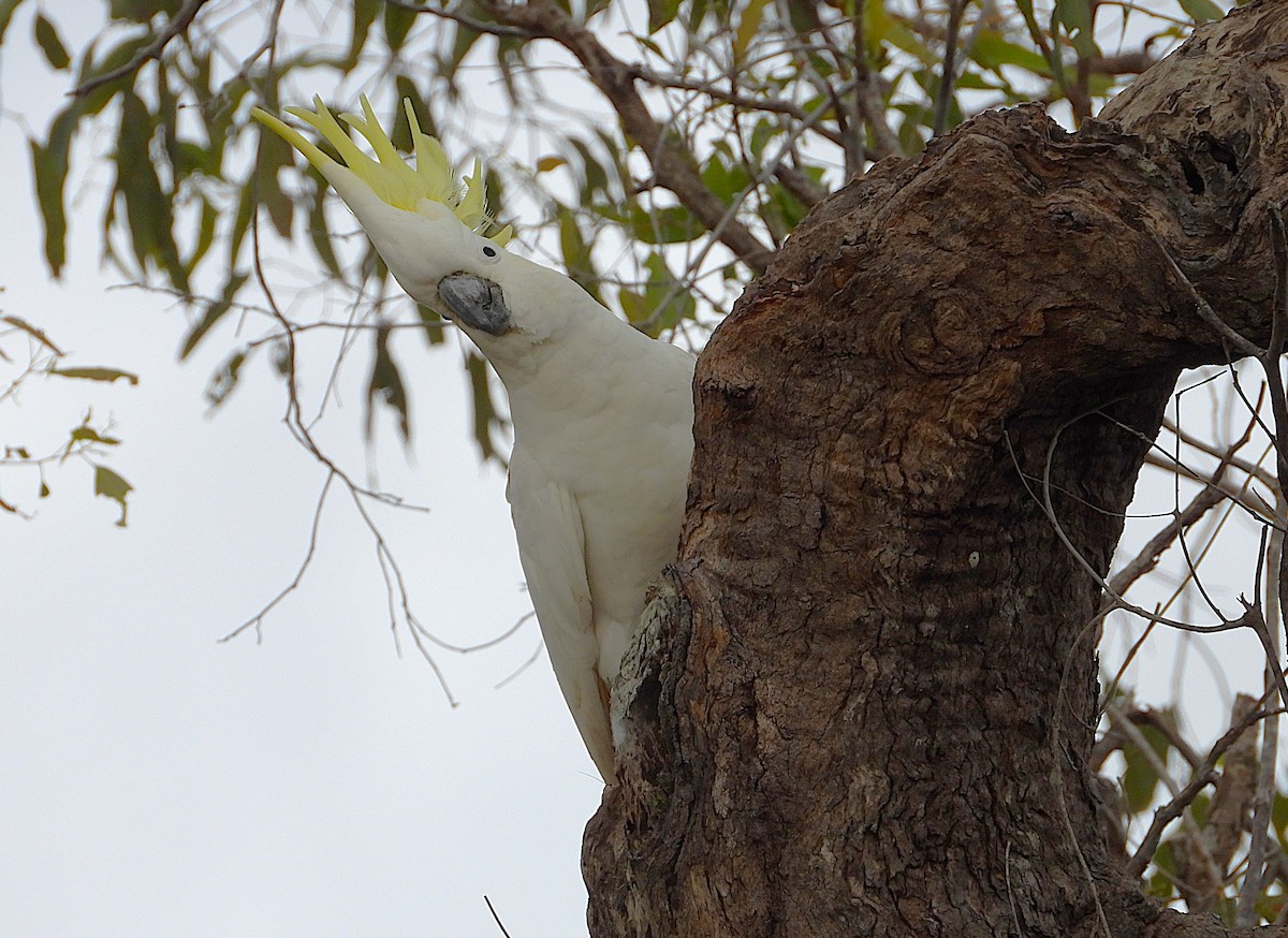 Sulphur-crested Cockatoo - ML638825583