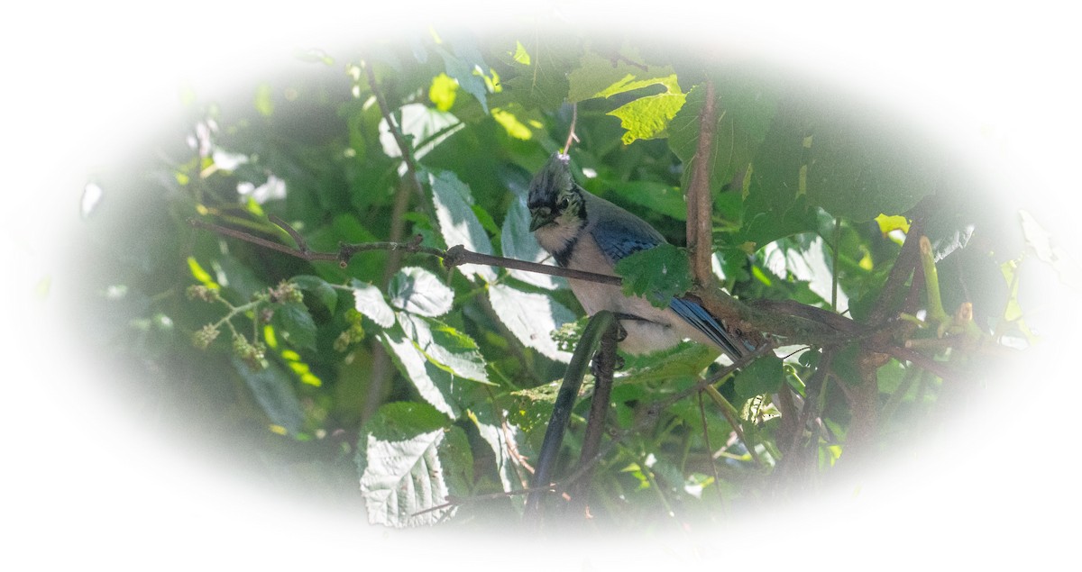 Blue Jay - ML638825584