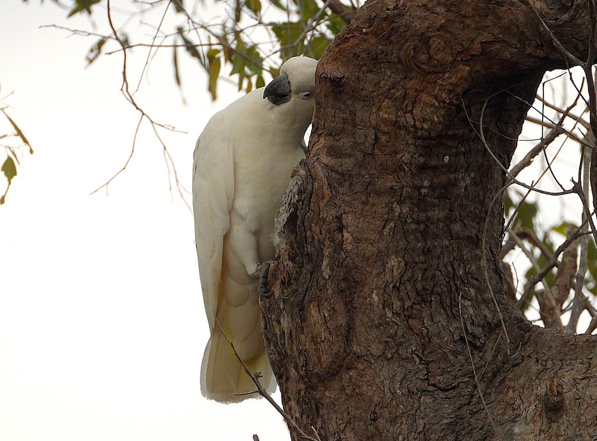 Sulphur-crested Cockatoo - ML638825586