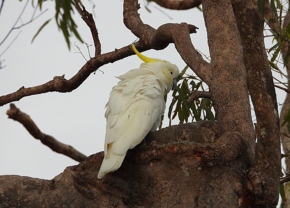 Sulphur-crested Cockatoo - ML638825590