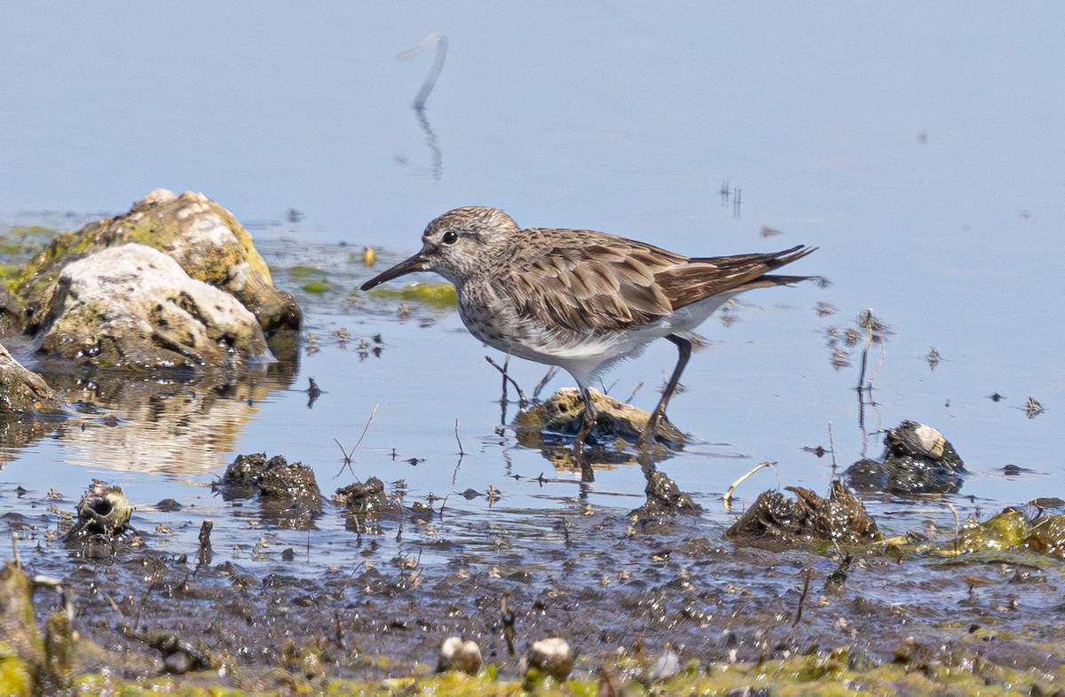 White-rumped Sandpiper - ML638825592