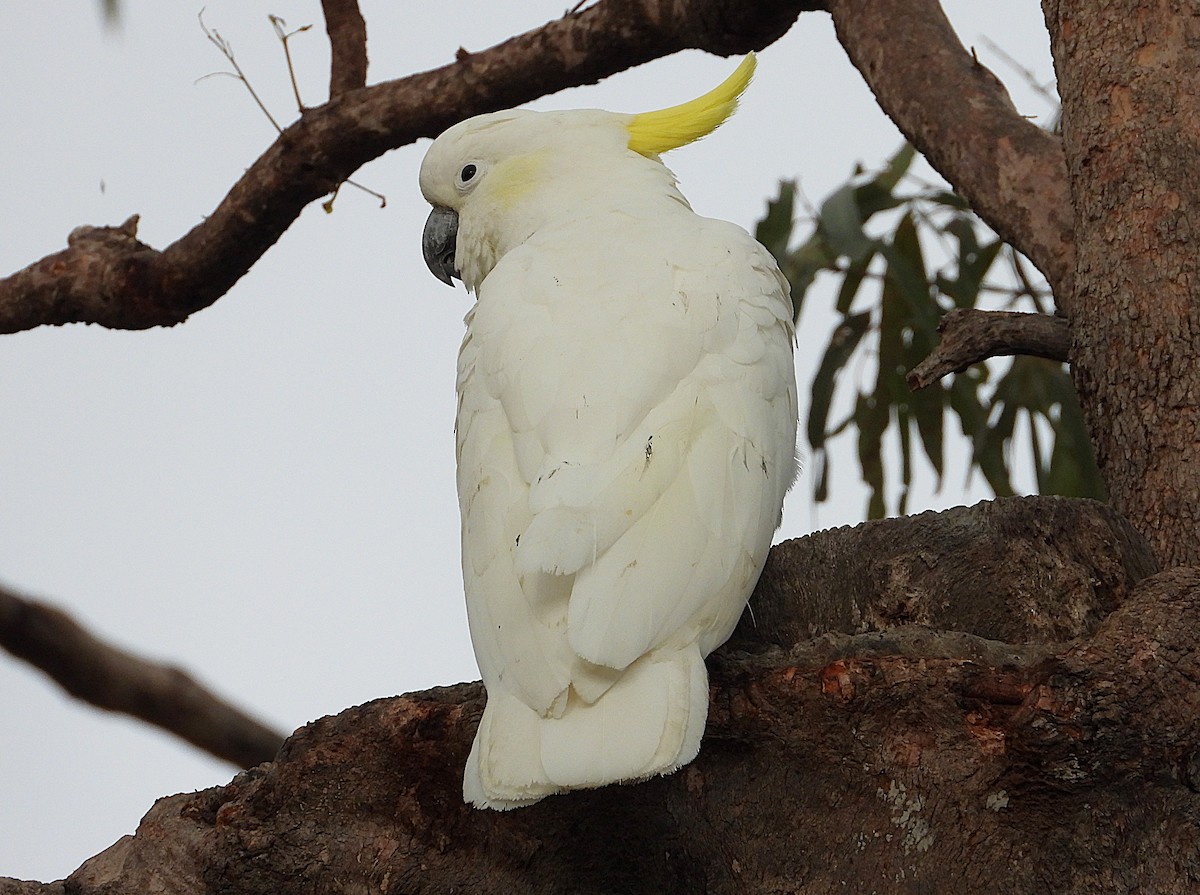 Sulphur-crested Cockatoo - ML638825593