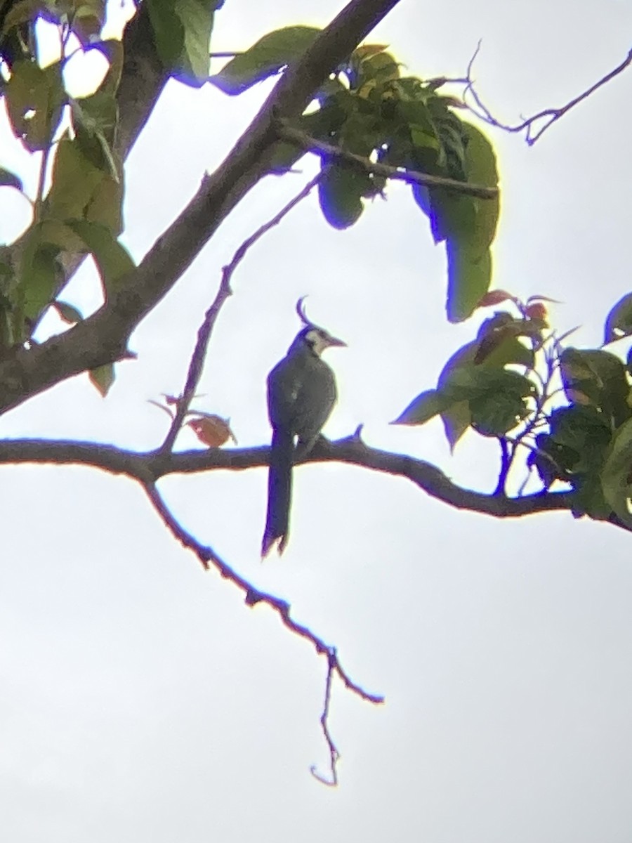 White-throated Magpie-Jay - ML638825611
