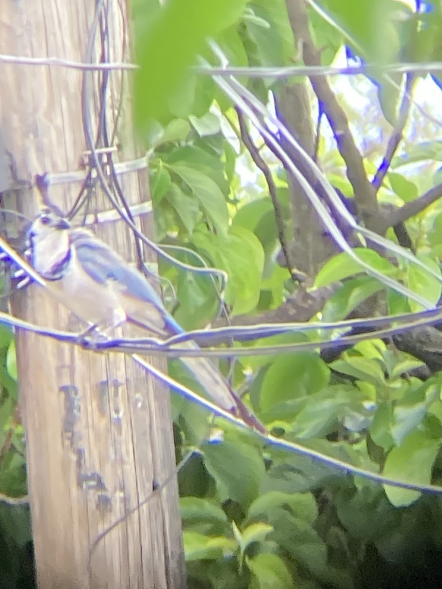 White-throated Magpie-Jay - ML638825612