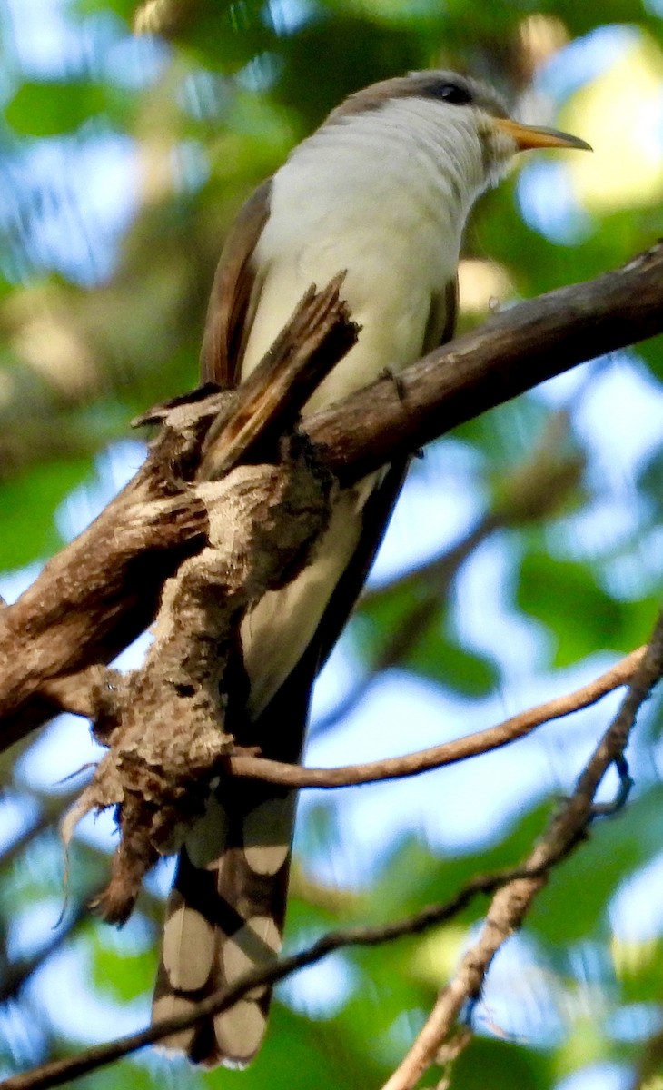 Yellow-billed Cuckoo - ML638825634
