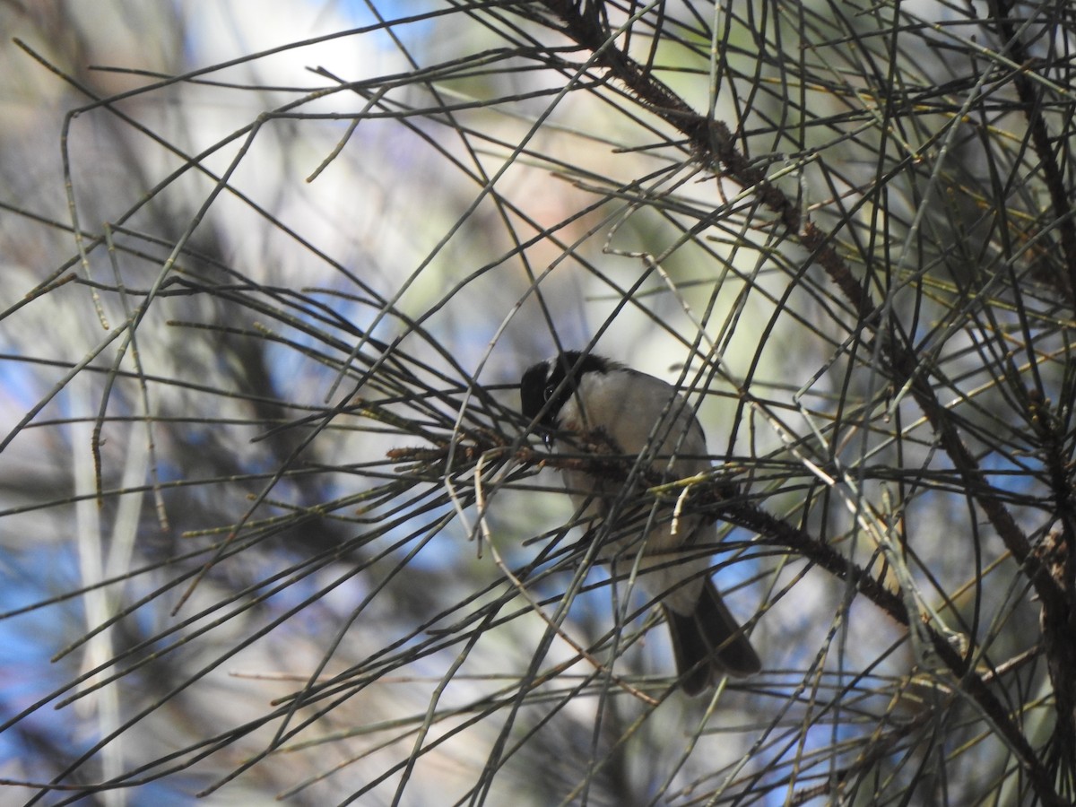 White-throated Honeyeater - ML638825680