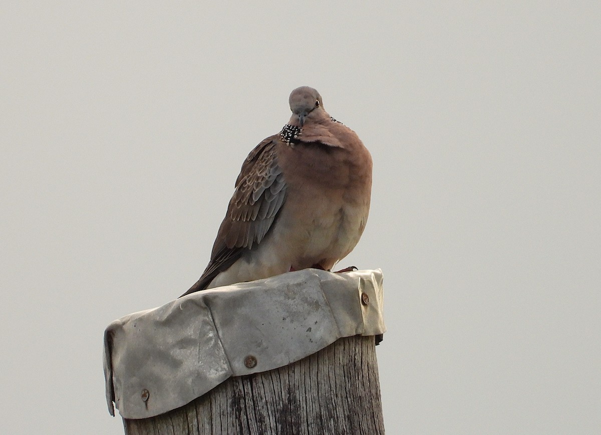 Spotted Dove - ML638825708