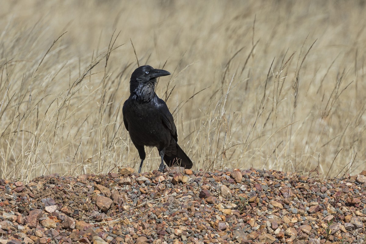 Australian Raven - ML638825736