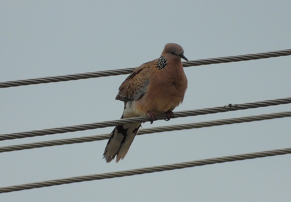 Spotted Dove - ML638825752