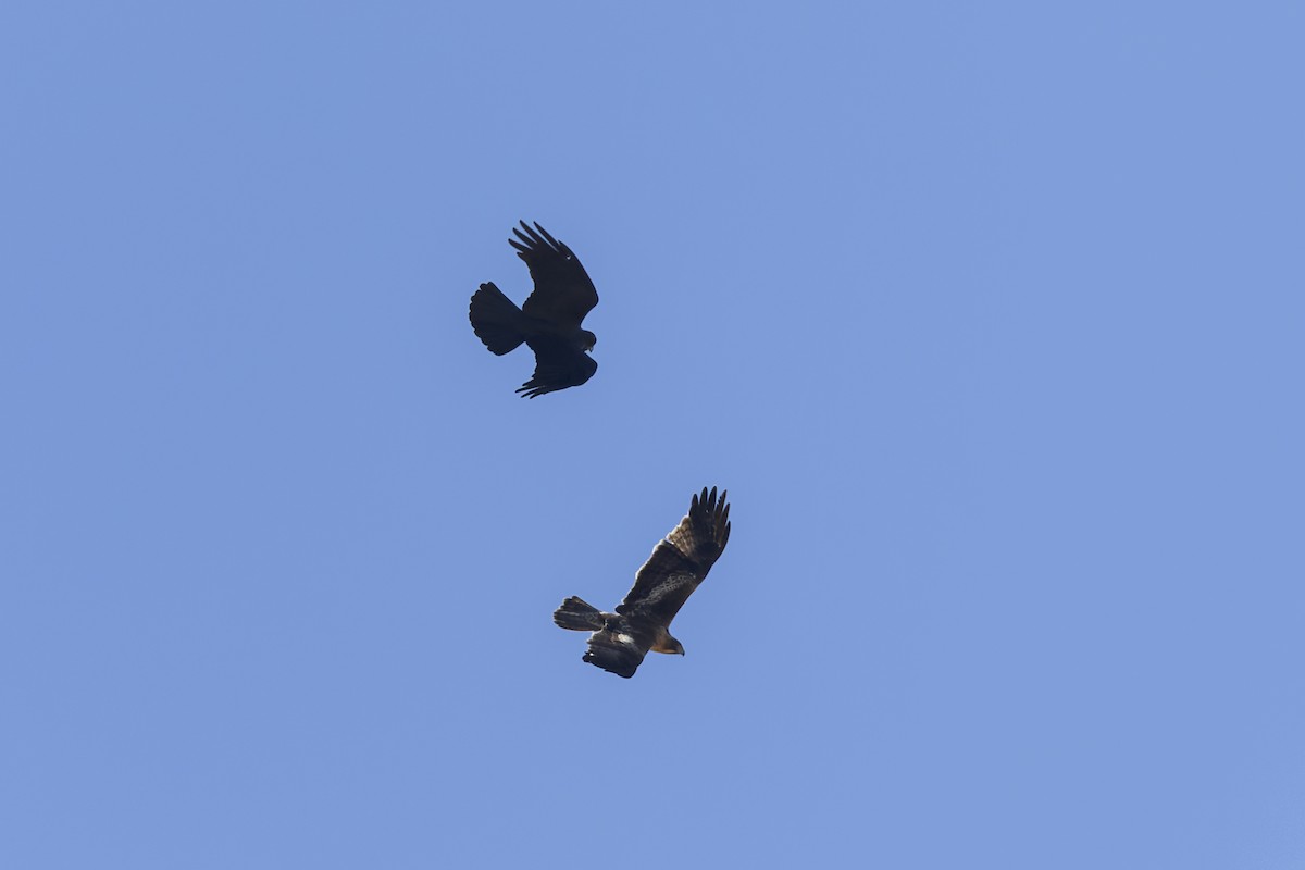 Little Eagle - ML638825759