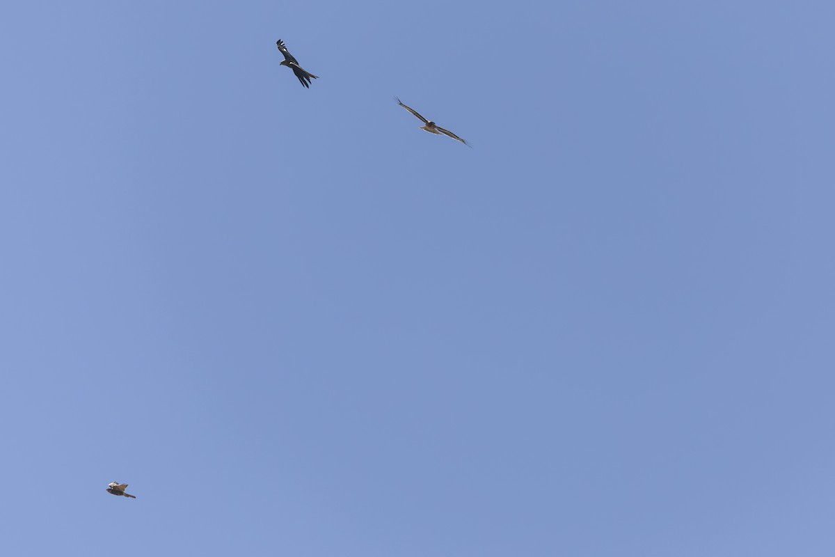 Little Eagle - ML638825761
