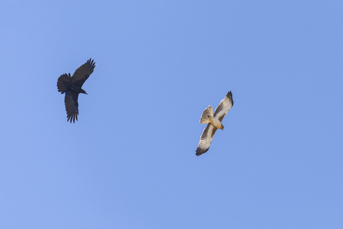 Little Eagle - ML638825762
