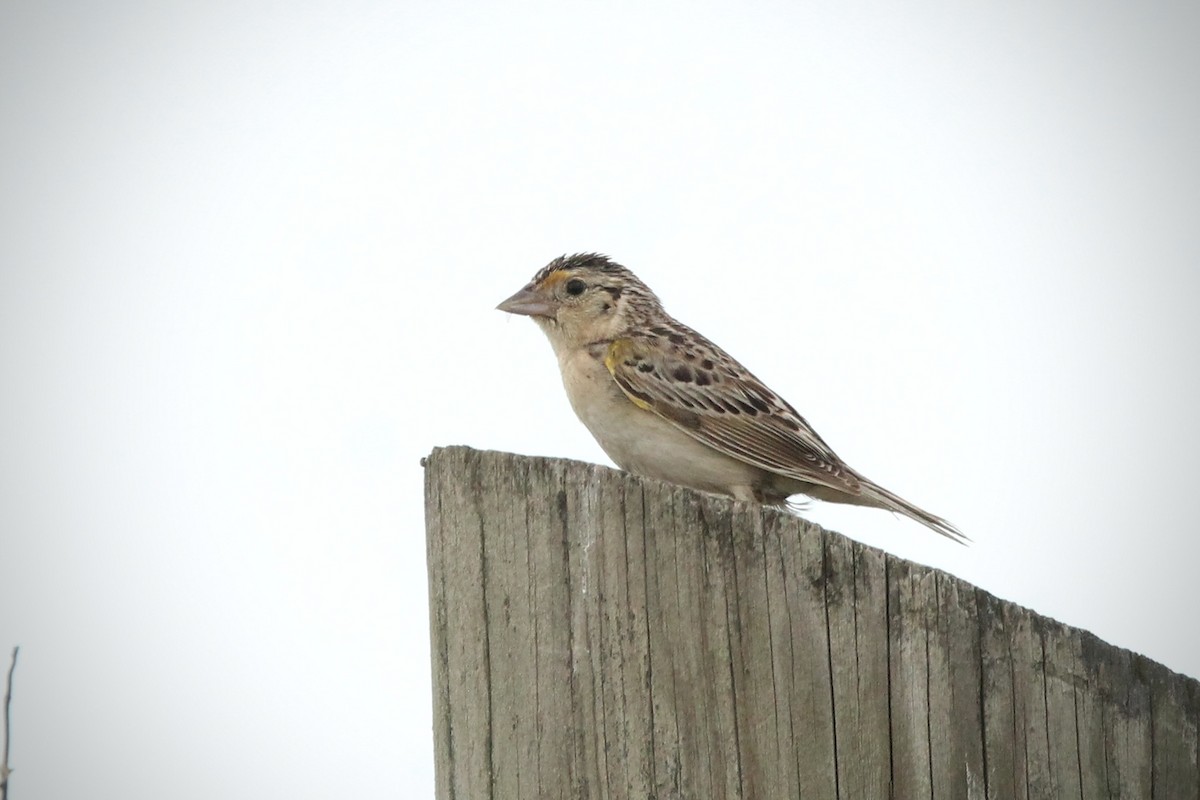 Grasshopper Sparrow - ML638825777