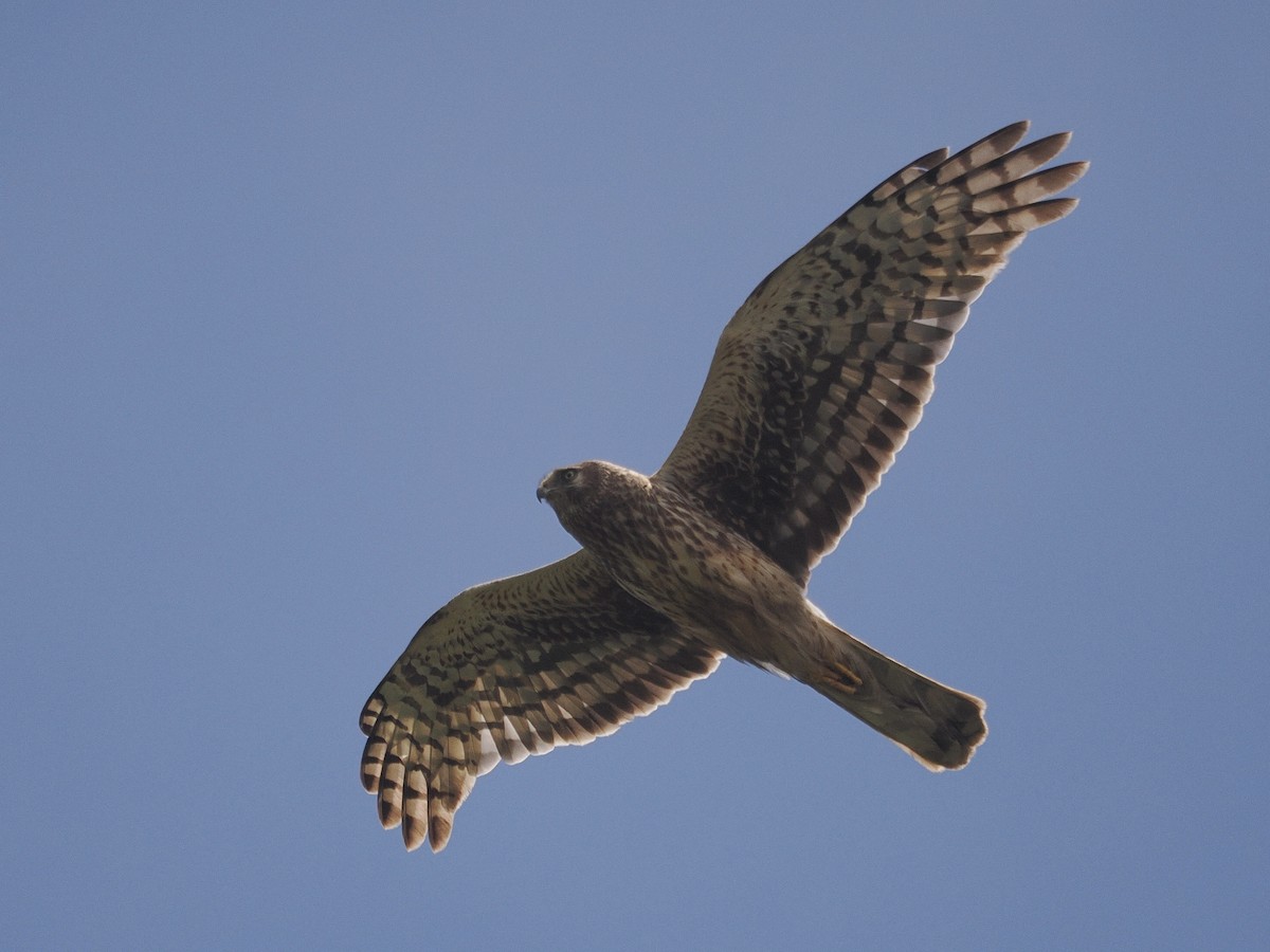 Northern Harrier - ML638825797