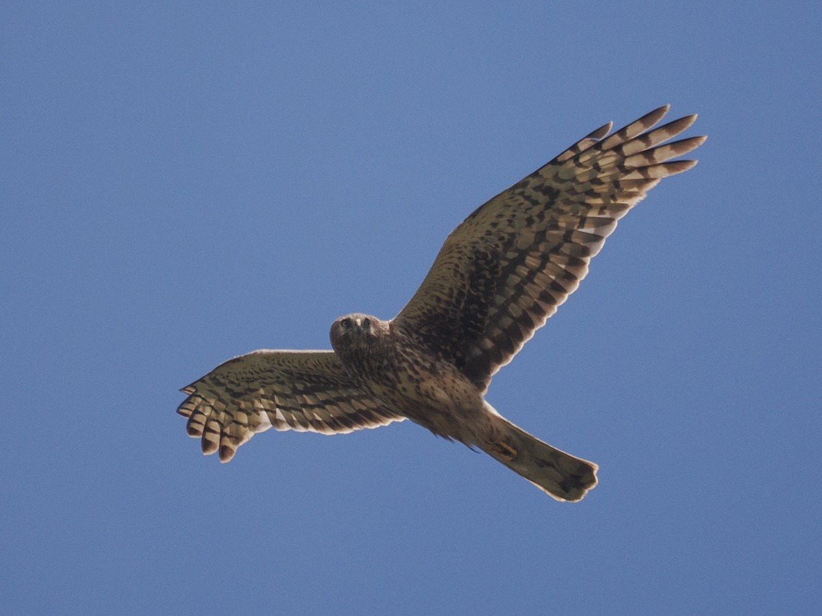 Northern Harrier - ML638825798