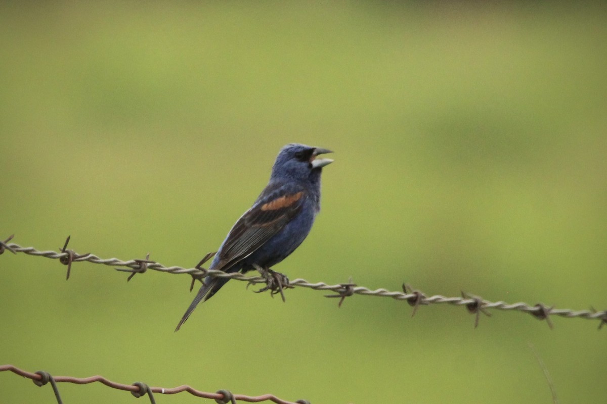 Blue Grosbeak - ML638825800