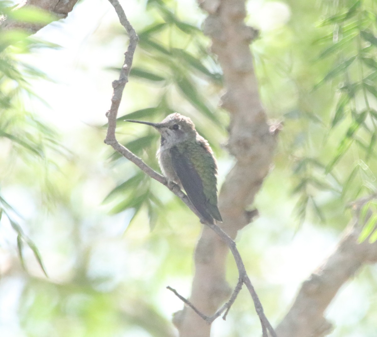 Colibri d'Anna - ML638825854