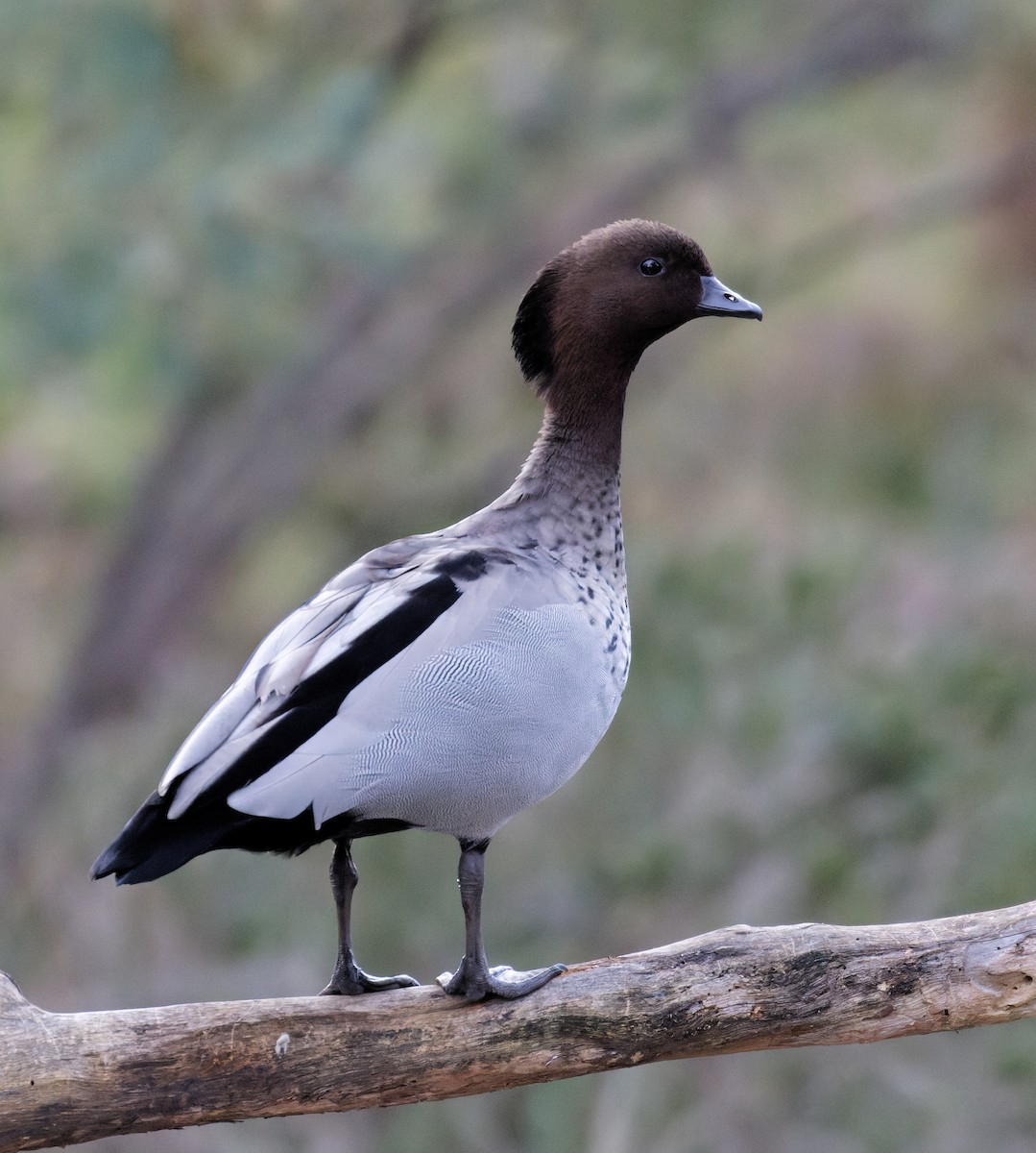 Maned Duck - ML638825885