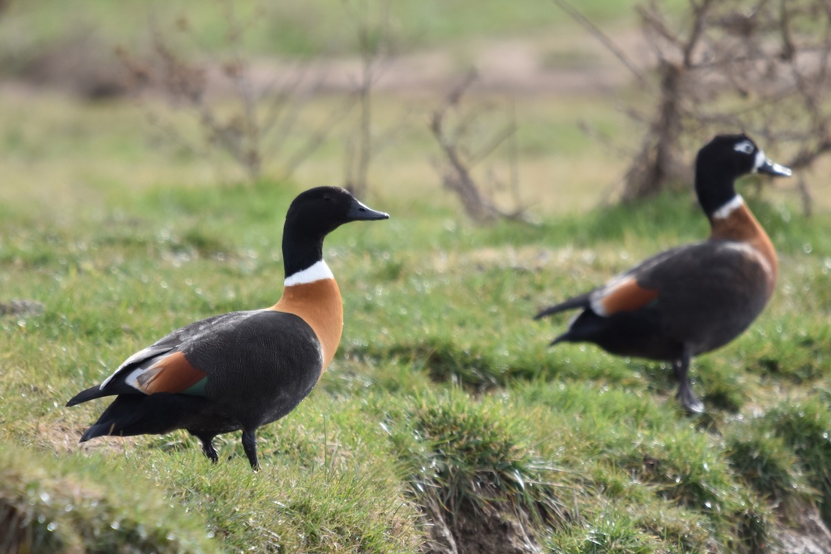 Australian Shelduck - ML638825904