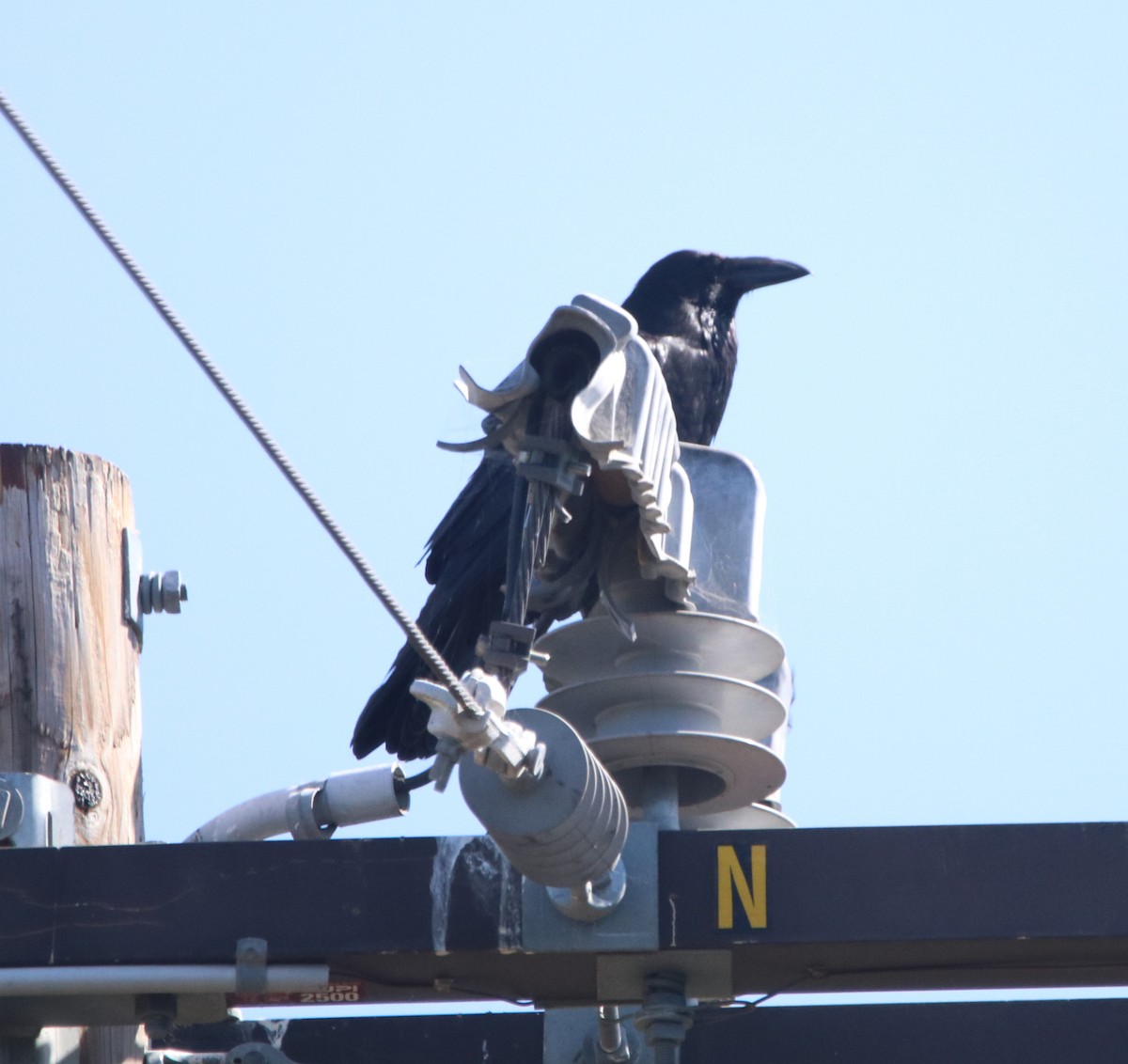 Grand Corbeau - ML638825915