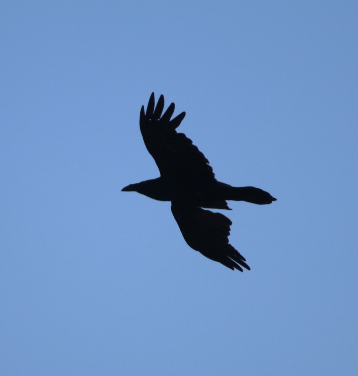 Grand Corbeau - ML638825916