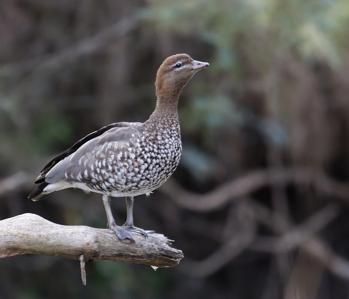 Maned Duck - ML638825917