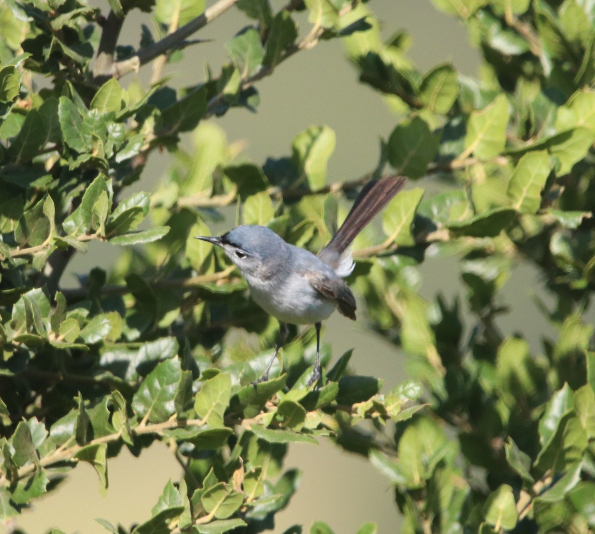Gobemoucheron gris-bleu - ML638825923