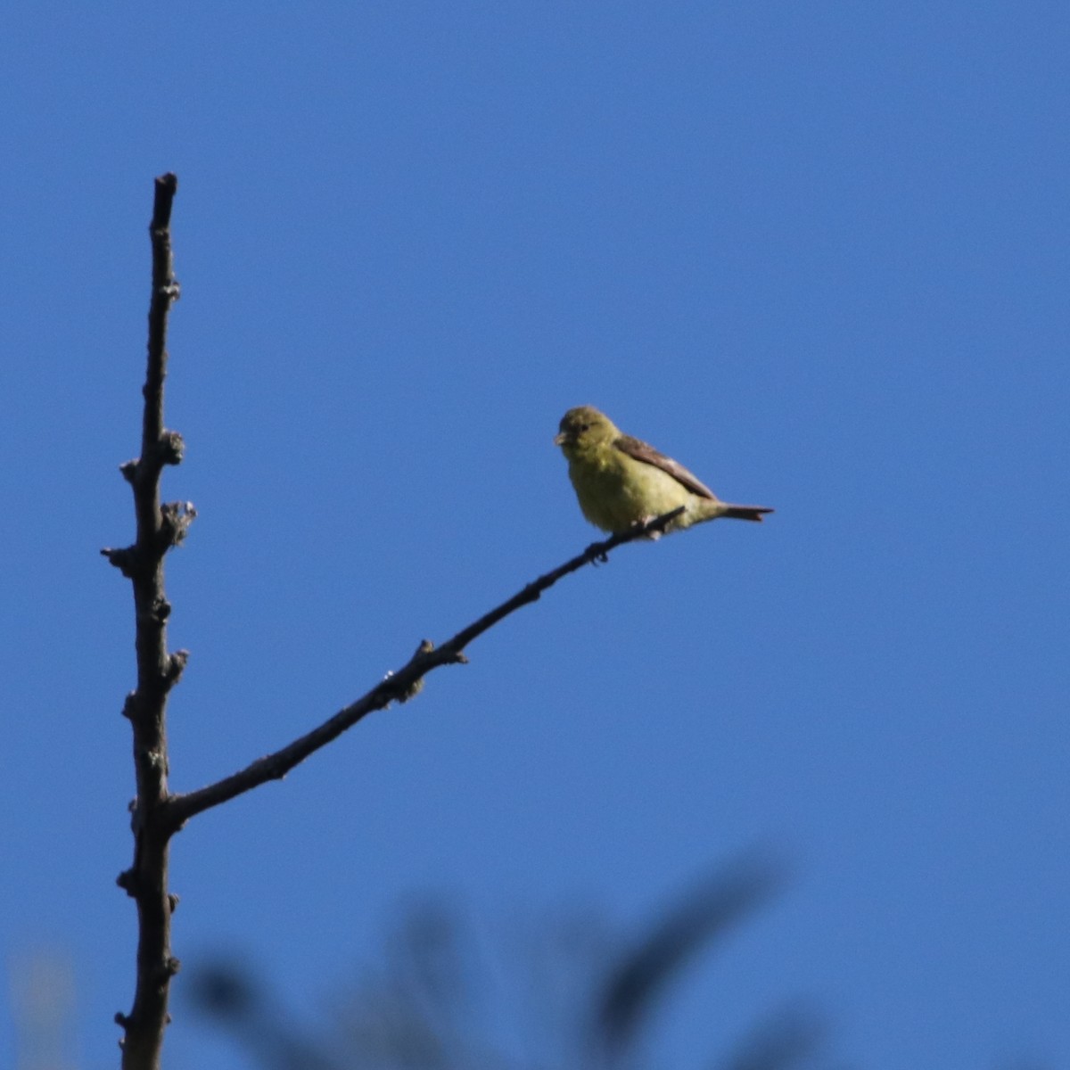 Chardonneret mineur - ML638825933