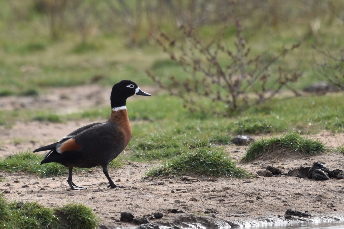 Australian Shelduck - ML638825947