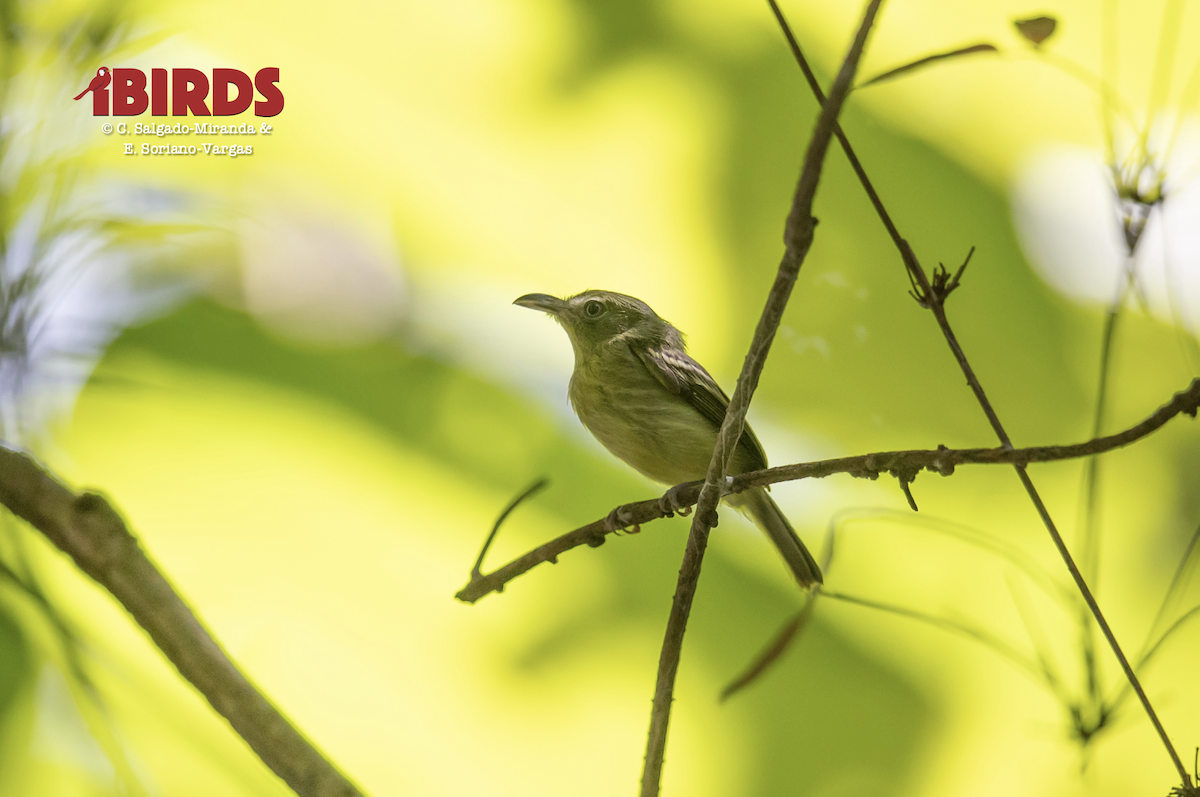 Southern Bentbill - ML638825987