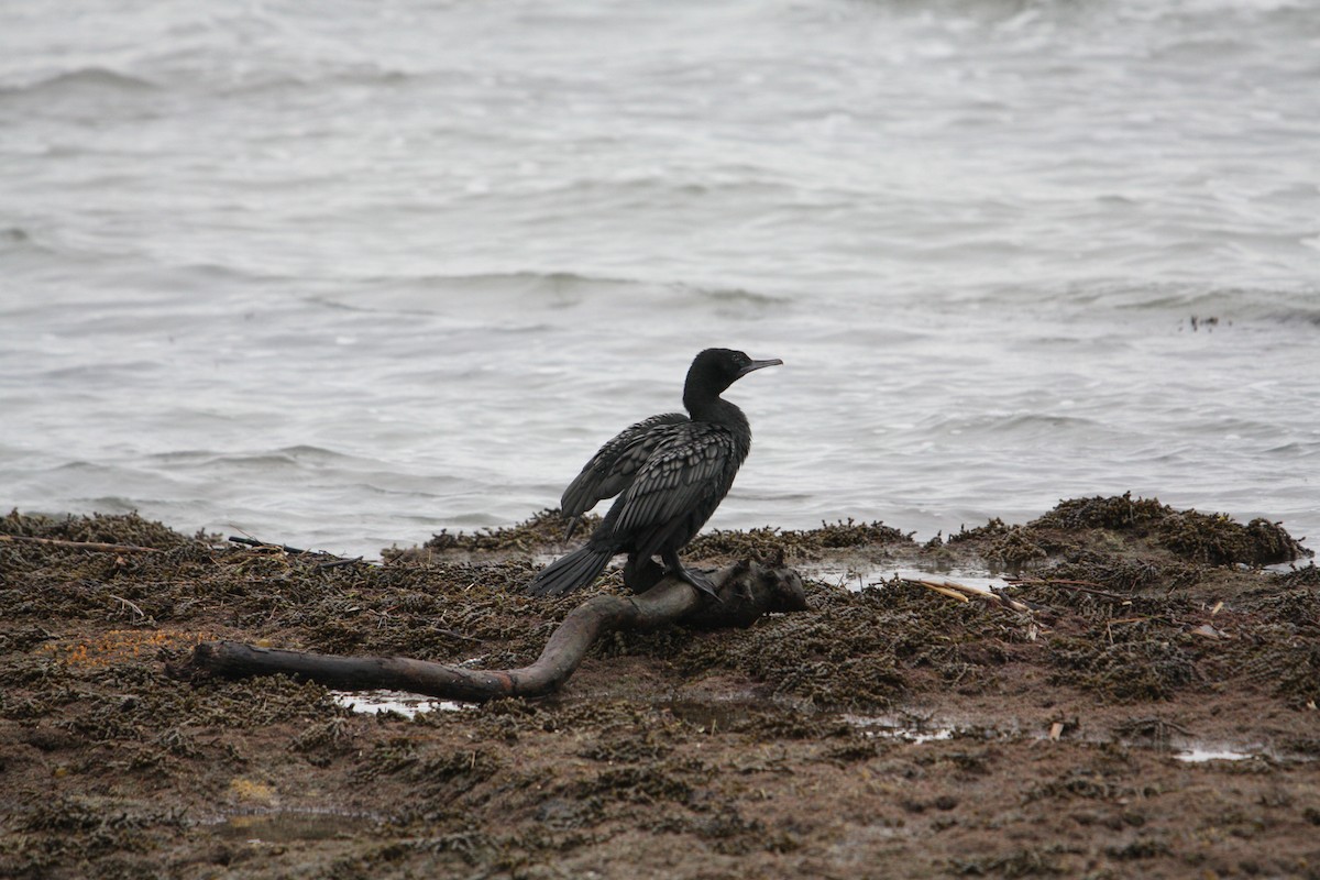 Little Black Cormorant - ML638826026