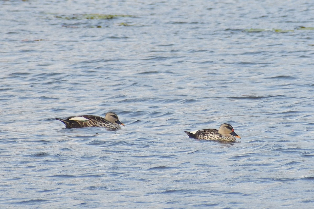 Indian Spot-billed Duck - ML638826029