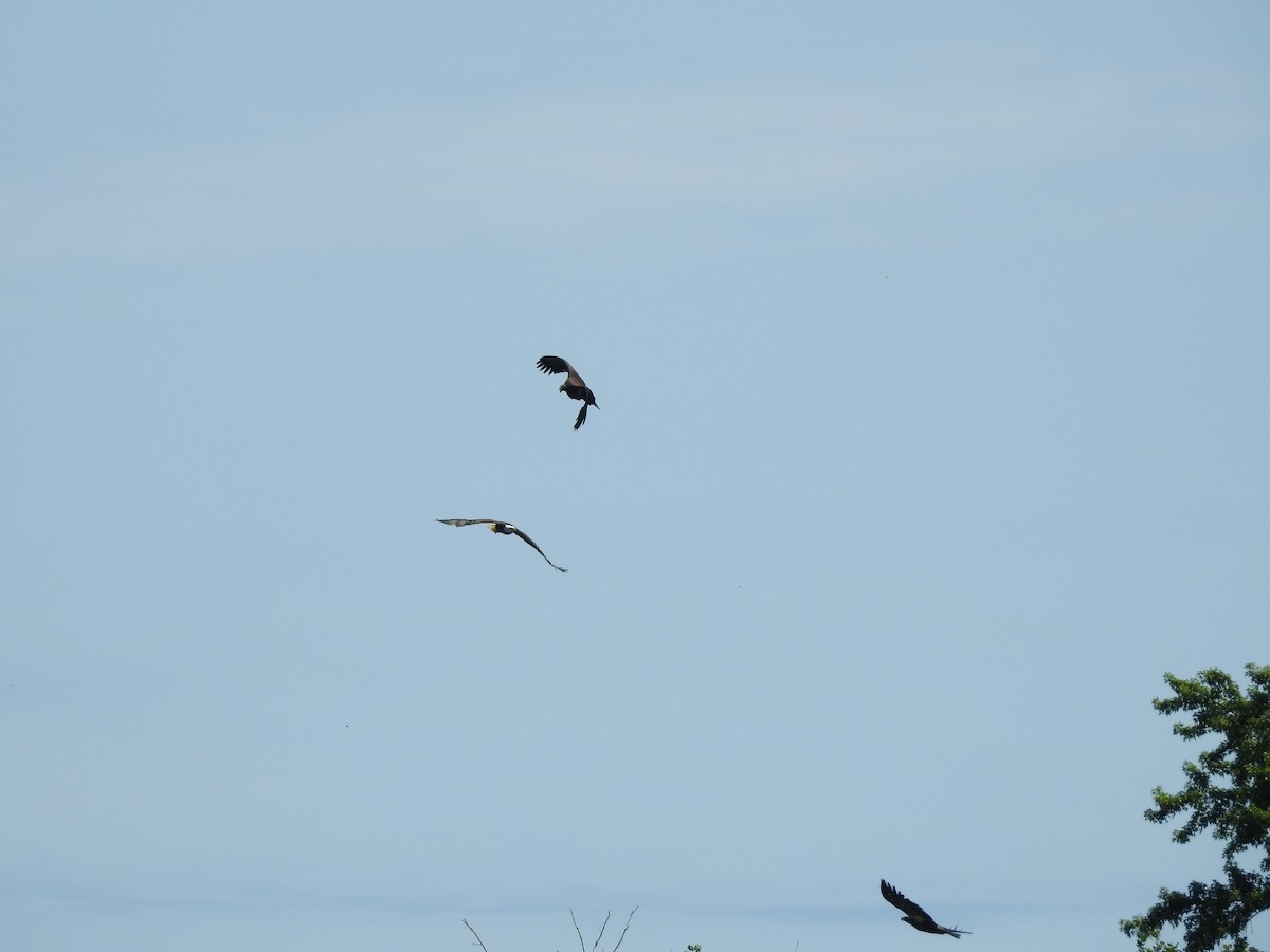 Bald Eagle - ML638826031