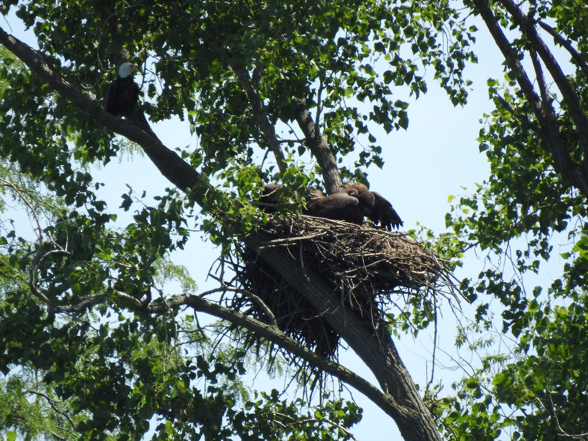 Bald Eagle - ML638826034