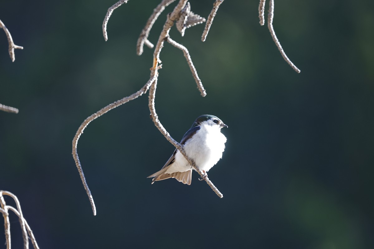 Violet-green Swallow - ML638826040