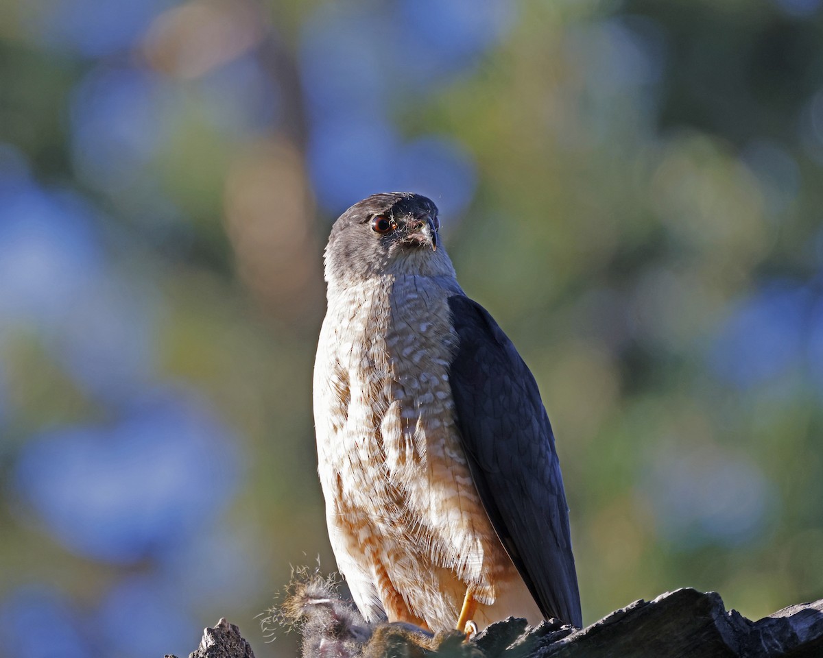 Cooper's Hawk - ML638826072