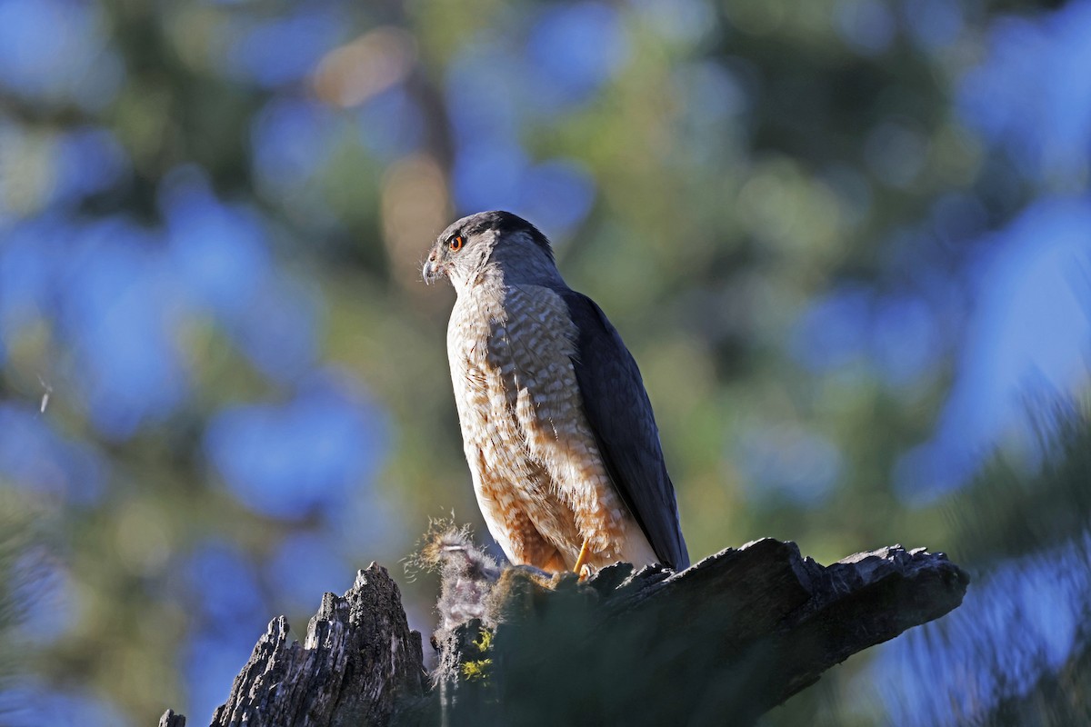 Cooper's Hawk - ML638826075