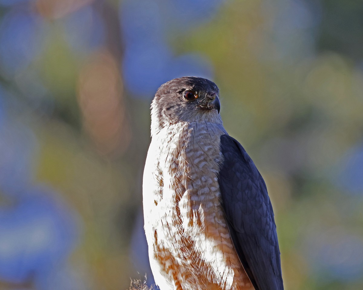 Cooper's Hawk - ML638826076