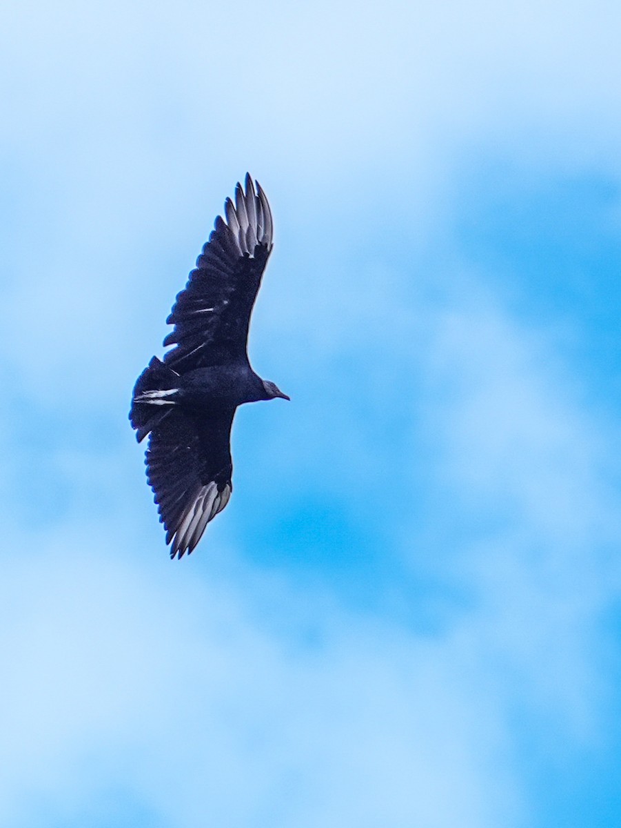 Black Vulture - ML638826080