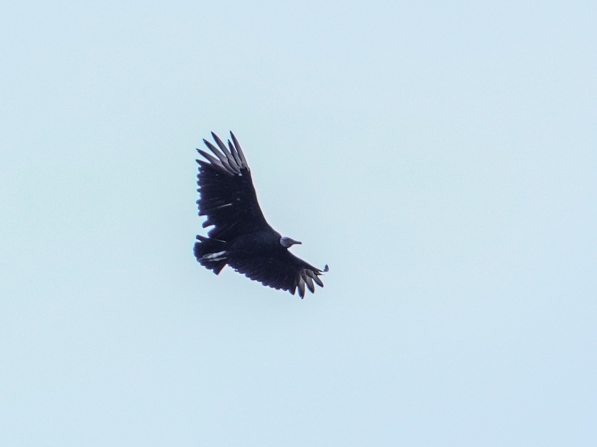 Black Vulture - ML638826081