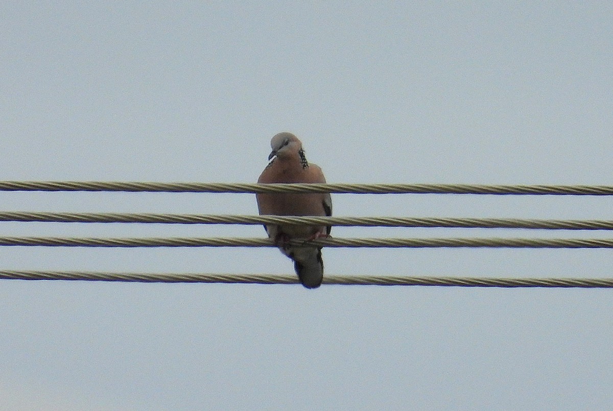 Spotted Dove - ML638826084