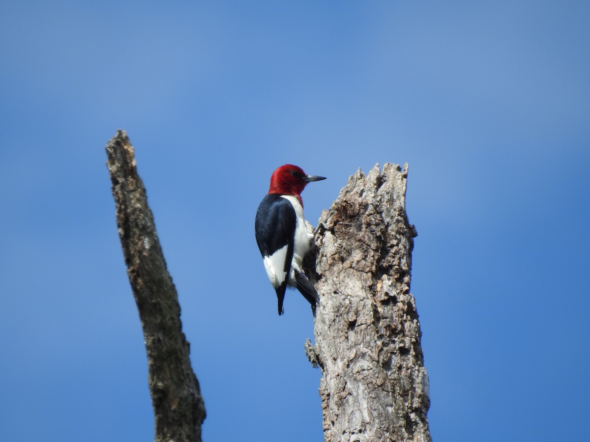 Red-headed Woodpecker - ML638826092