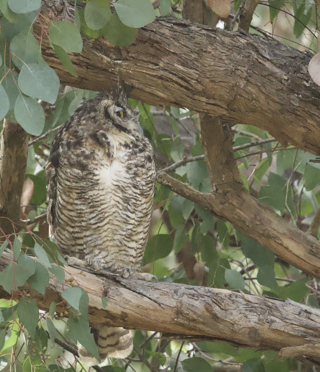 Great Horned Owl - ML638826116