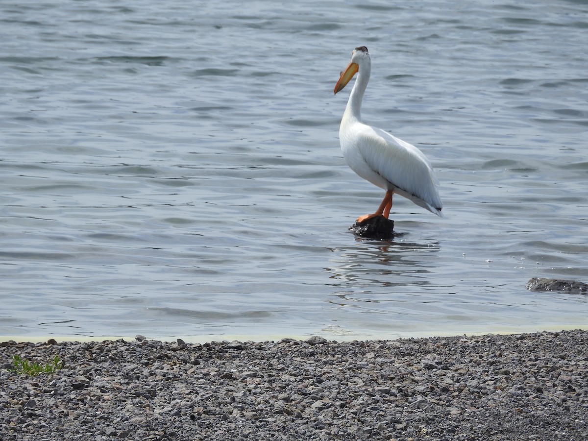 American White Pelican - ML638826131