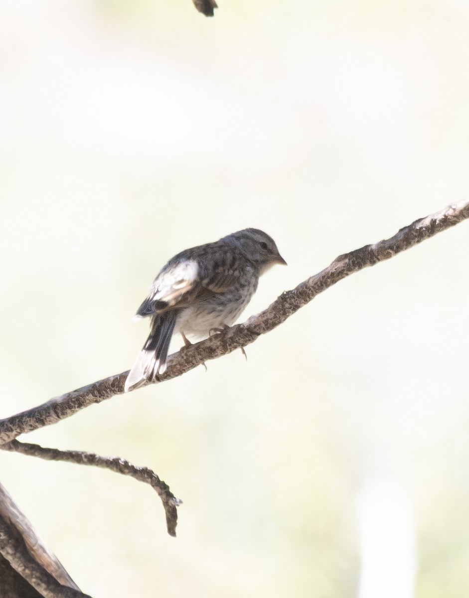 Chipping Sparrow - ML638826172