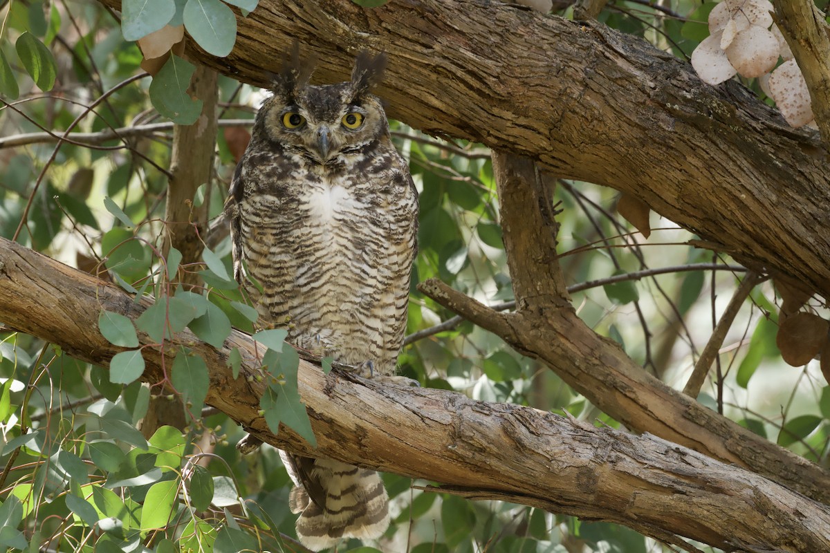 Great Horned Owl - ML638826193